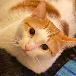 Meet your Posher, Althea